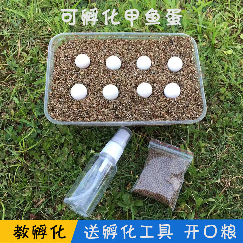 2025年中华甲鱼苗蛋可孵化鳖蛋王八蛋甲鱼蛋水鱼蛋受精蛋50枚种蛋图片