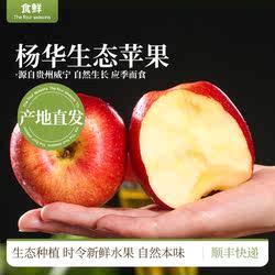 贵州威宁苹果高原露天种植不打蜡不催红酸甜爽口时令水果新鲜苹果