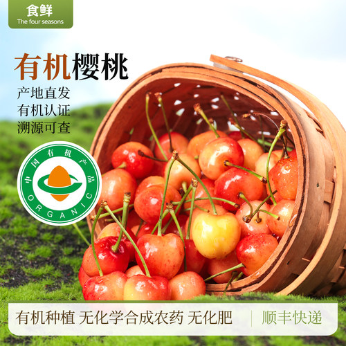 有机黄樱桃露天种植新鲜采摘时令水果不催熟自然生长软嫩酸甜多汁