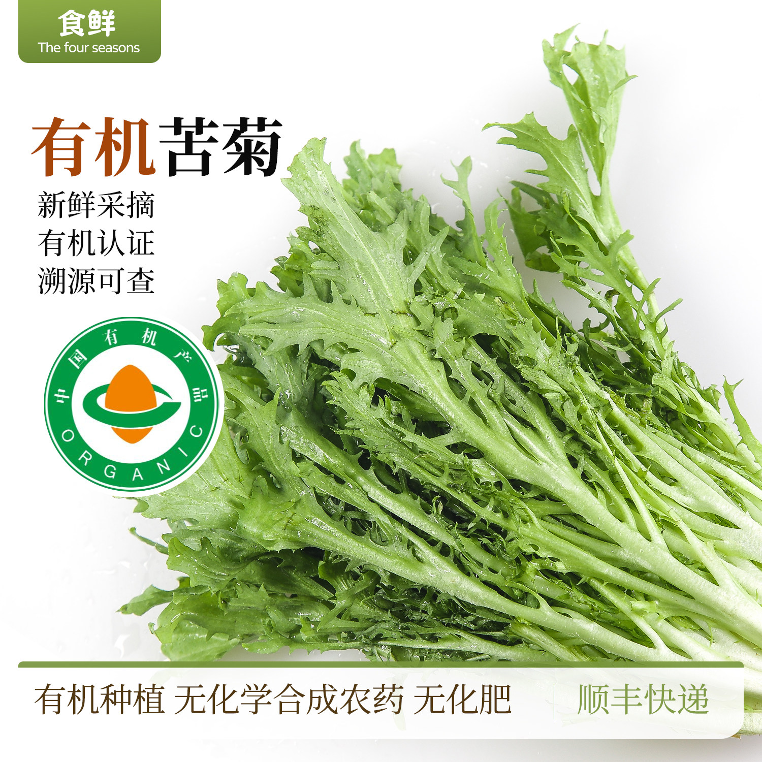 云南有机苦菊狗牙生菜自然生长新鲜采摘时令有机蔬菜沙拉凉拌烹饪