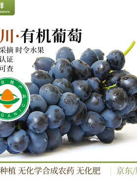 有机葡萄四川夏黑新鲜采摘自然生长颗粒饱满多汁时令水果产地直发