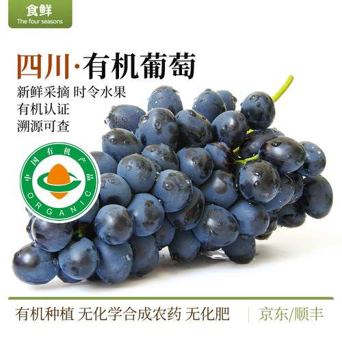 有机葡萄四川夏黑新鲜采摘自然生长颗粒饱满多汁时令水果产地直发