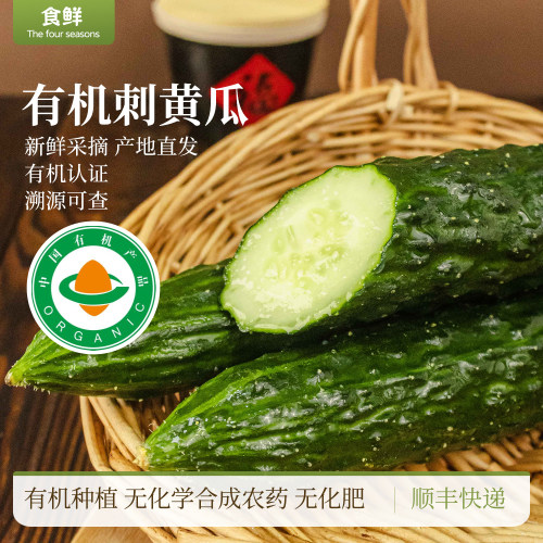 有机刺黄瓜有机新鲜蔬菜自然生长安心食材凉拌烹饪沙拉生吃榨汁