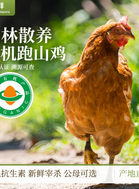 有机跑山鸡山林散养自然生长走地鸡土鸡煲汤烹饪新鲜散养公鸡母鸡