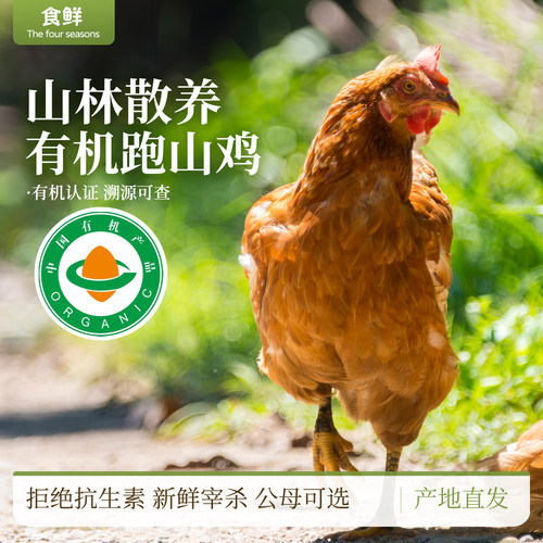 有机跑山鸡山林散养自然生长走地鸡土鸡煲汤烹饪新鲜散养公鸡母鸡
