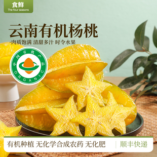 云南有机杨桃有机种植时令水果自然生长果脆多汁酸甜可口新鲜采摘