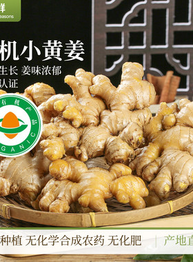 云南有机小黄姜生姜自然生长新鲜月子姜鲜姜孕妇榨汁调味农产品