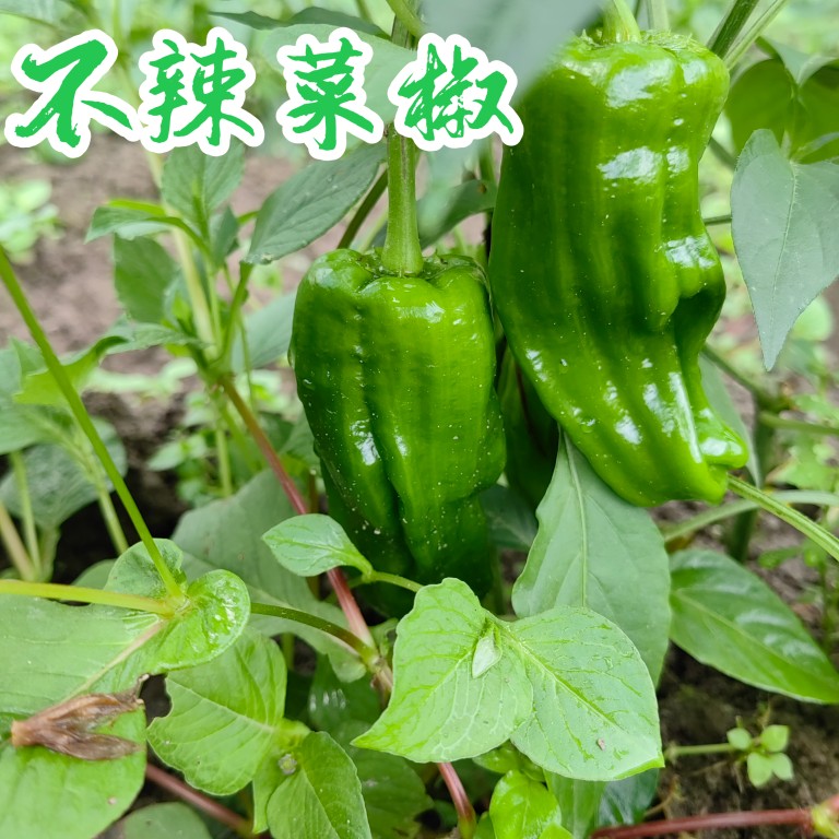 农家自种青椒现摘现发