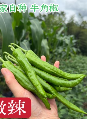 【微辣】薄皮椒新鲜软皮青椒牛角椒恩施利川高山农家种植现摘现发