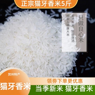 新米猫牙香米长粒香米广西丝苗米农家米象牙米家用大米煲仔饭米饭