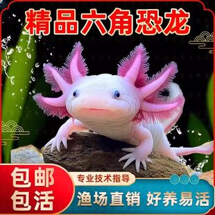 六角恐龙鱼观赏网红鱼网红鱼淡水好养易活水族宠物蝾螈精品宠物鱼