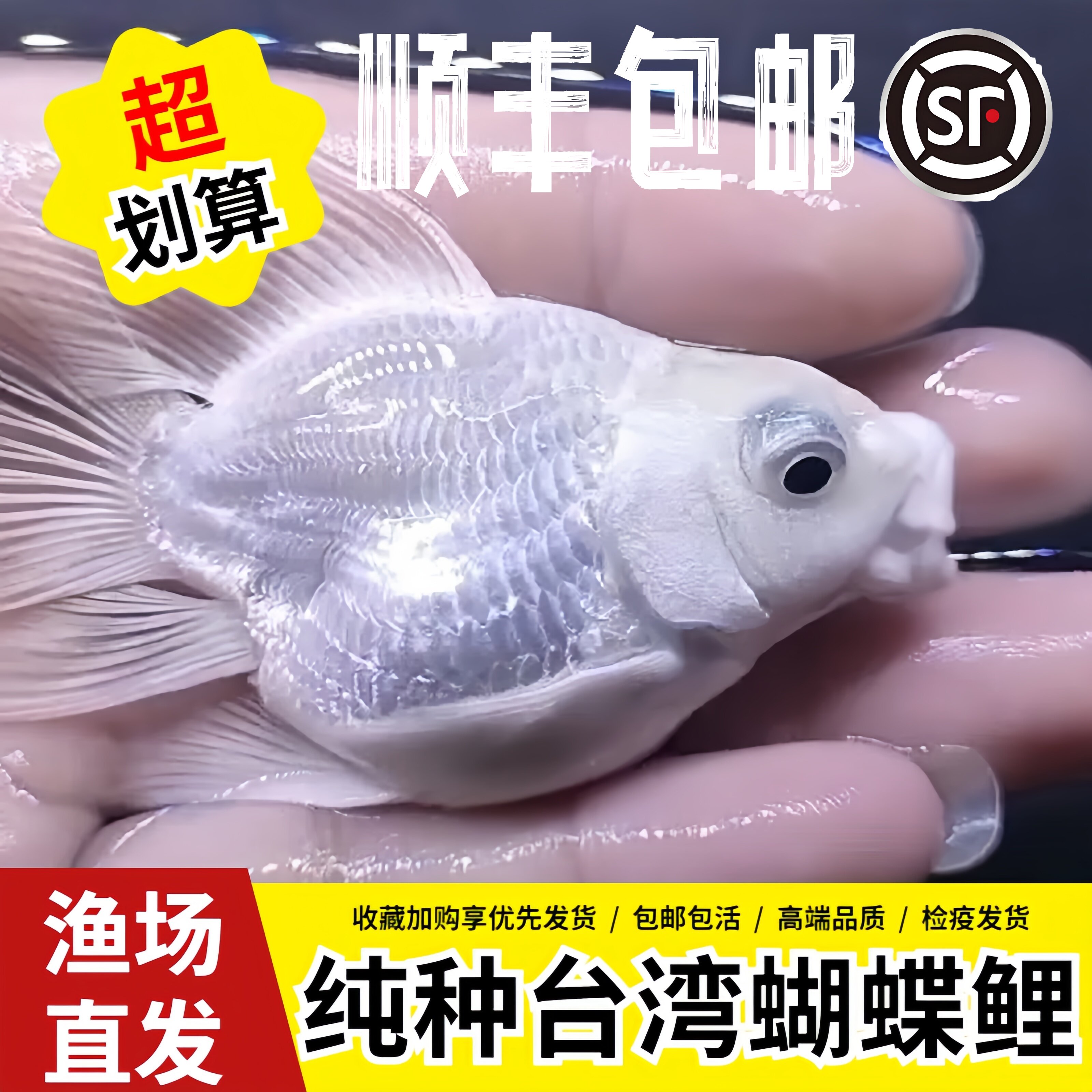 蝴蝶鲤鱼纯种短身观赏鱼台湾贵妃