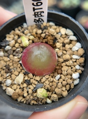 【忆多肉】肉锥花灯泡（1.8cm）t604