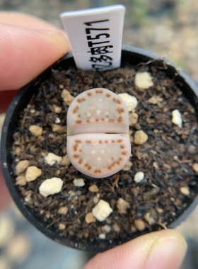 【忆多肉】大窗饼干寿丽t571