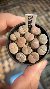 生石花橄榄玉拼盘t272 忆多肉