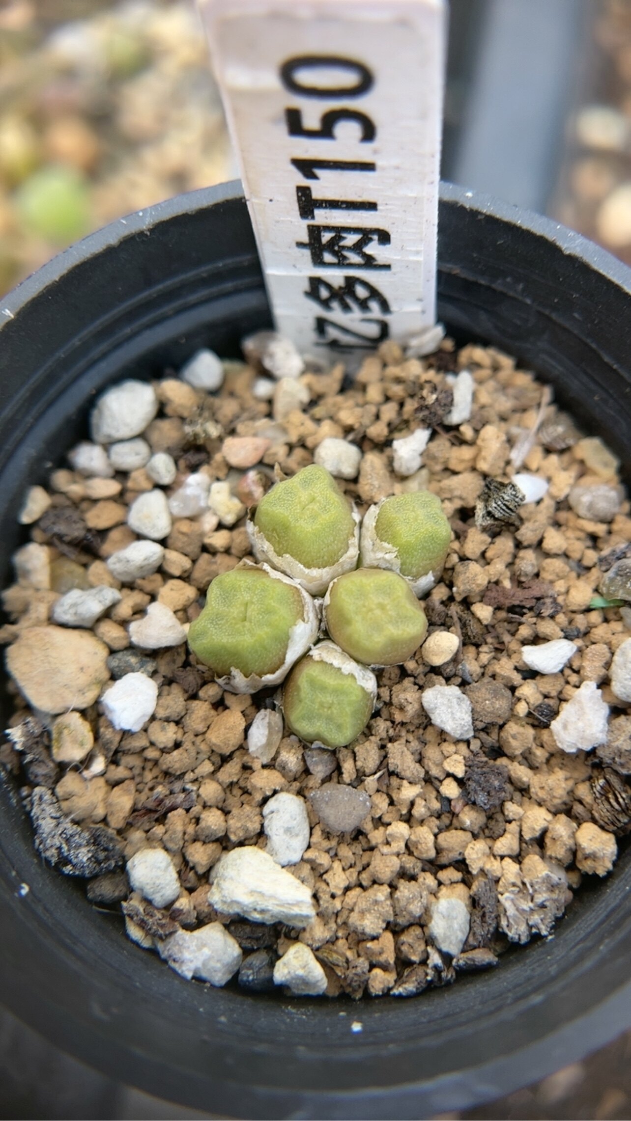【忆多肉】肉锥花烧麦t150
