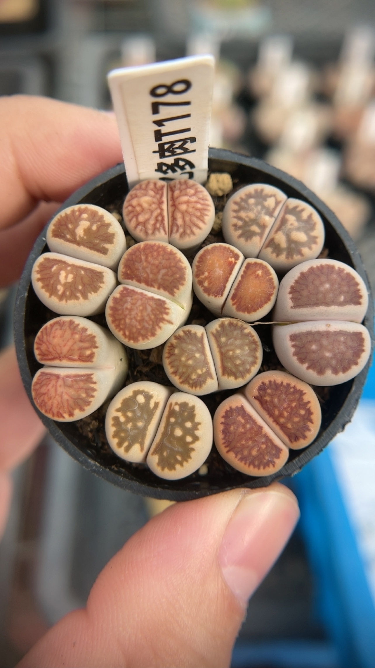 【忆多肉】生石花菊纹章拼盘t178