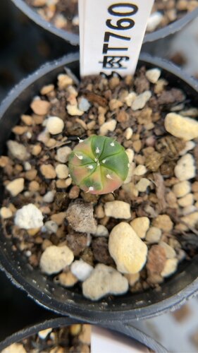 【忆多肉】星兜锦实生t760