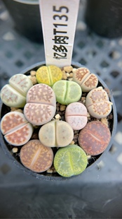 生石花彩色拼盘t135 忆多肉