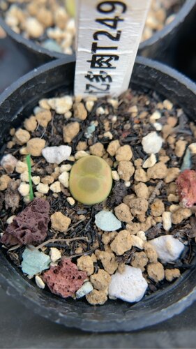 【忆多肉】肉锥花拉登t249