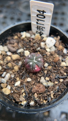 【忆多肉】星兜锦实生t104