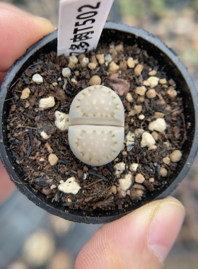 【忆多肉】大窗饼干寿丽t502