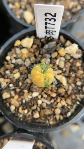 【忆多肉】星兜锦实生t732