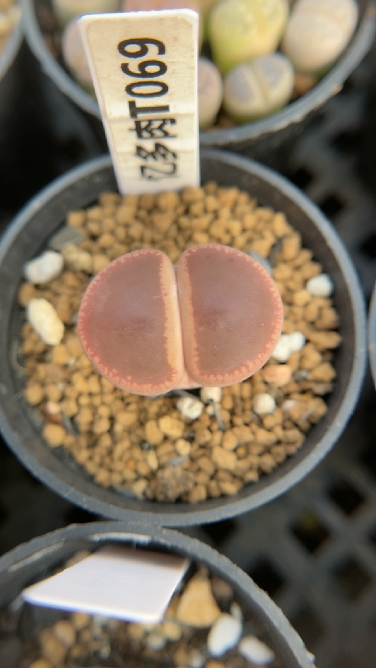 【忆多肉】KO日轮t069