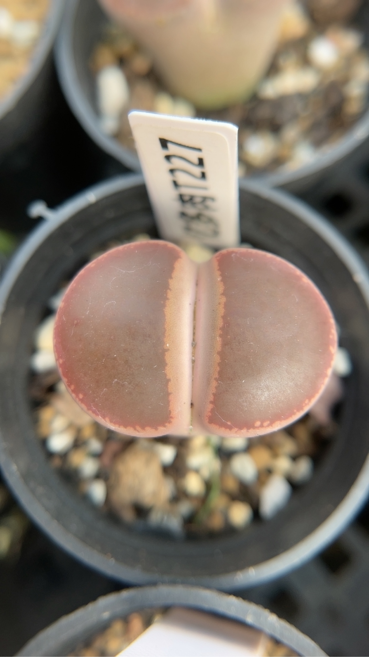 【忆多肉】KO日轮t227