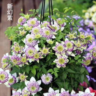新品爬藤植物铁线莲新幻紫乌托邦