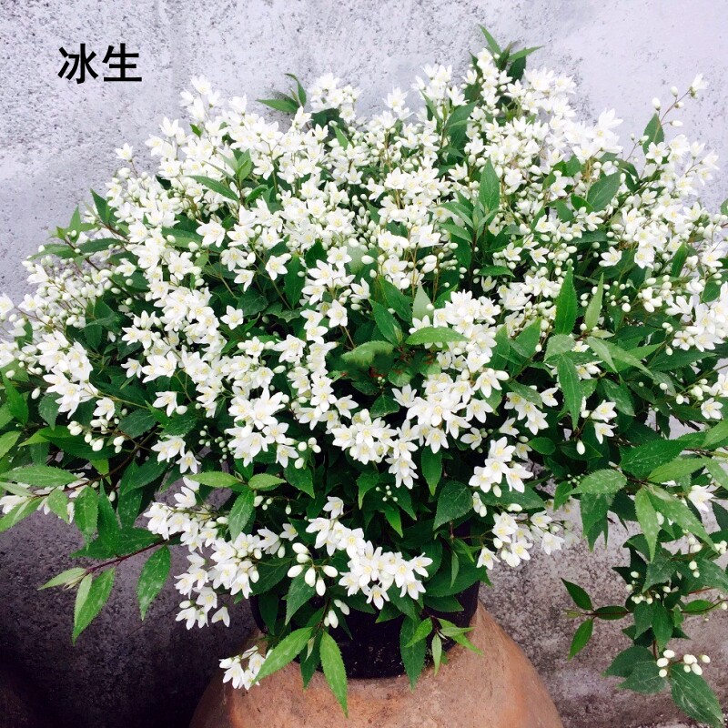 新品植物溲疏冰生雪樱花草莓田爱丽丝陀飞轮宝石阳台盆栽庭院花卉