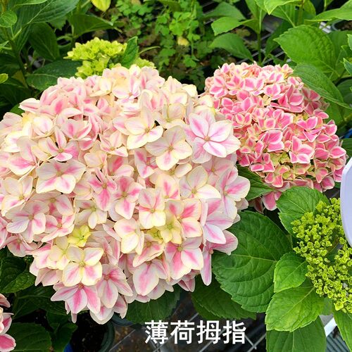 新品绣球小苗辉夜姬佳澄薄荷拇指