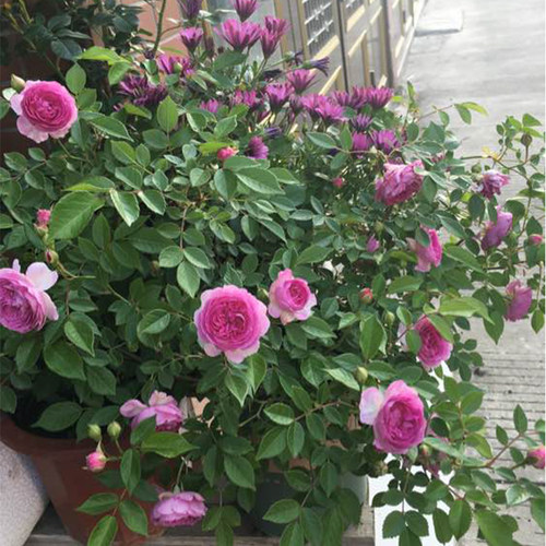 带花发货玛姬婶婶月季苗浓香丰花