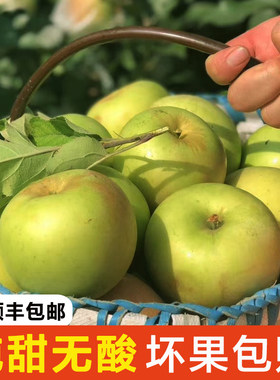 新鲜大沙河青苹果甜脆