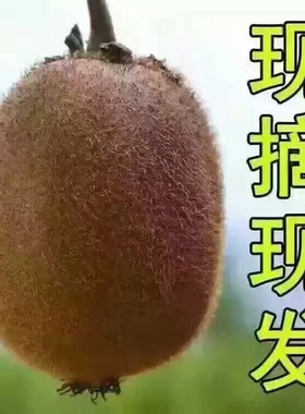 正宗江山徐香猕猴桃绿心奇异果新鲜水果多省包邮当季送礼盒优中果