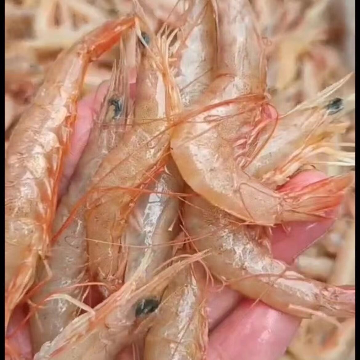 新鲜野生海捕鹰红虾鹰爪虾蛎虾红虾3斤包邮