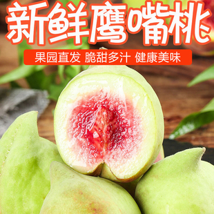 鹰嘴桃新鲜当季水果连平鹰嘴桃现摘果园嘎嘣脆甜爽口寻乌鹰嘴桃