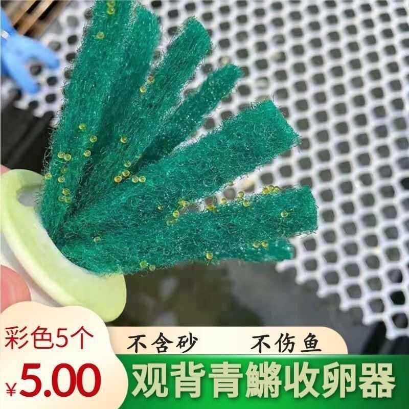 观背青鳉鱼卵收卵器漂浮挂卵神器专用鱼卵收集取卵器多颜色纯手工
