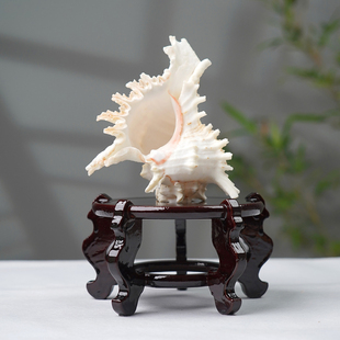 高脚木质海螺贝壳底座托架花瓶花盆石头香炉鱼缸木托盘花架摆件