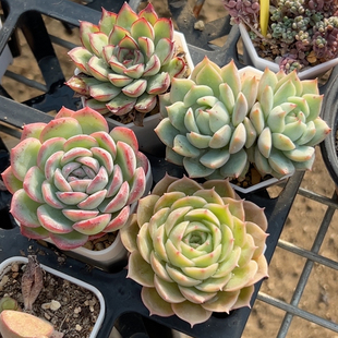 莎莎 慈溪 蒂比 昂斯诺 4颗组合