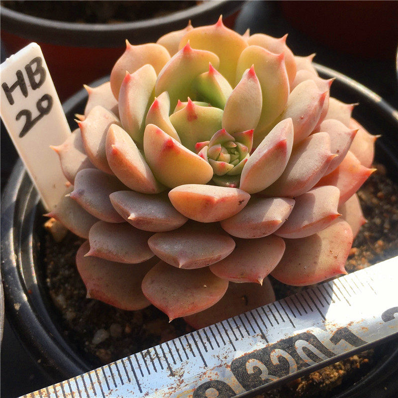 克拉拉一物一拍精养迷你多肉植物拇指盆小包子清晟园艺