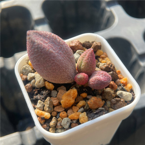 易养水泡稀有优选多肉植物