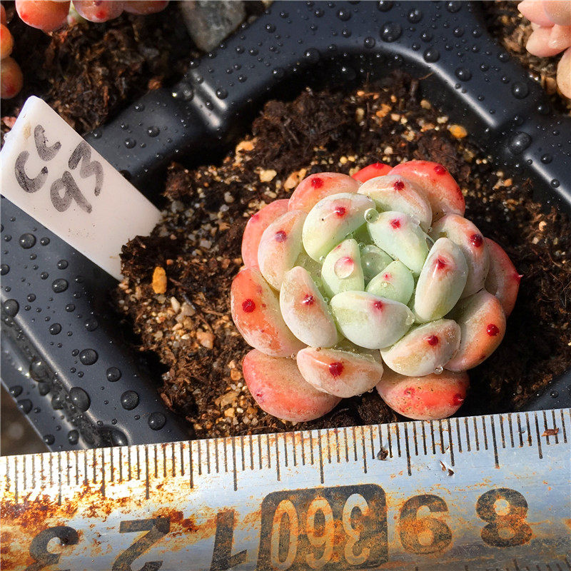 雪爪雪莲杂爪系多肉植物一物一拍