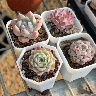 荷花 雪爪 仙桃 西施 组合4颗一组