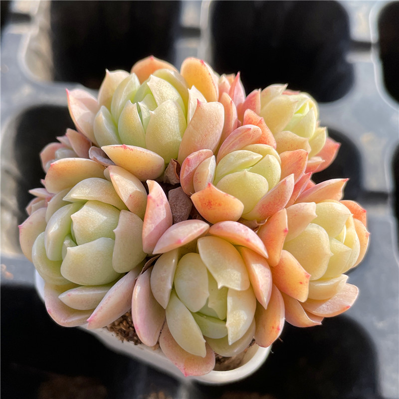 柠檬贝瑞一物一拍迷你精养小包子