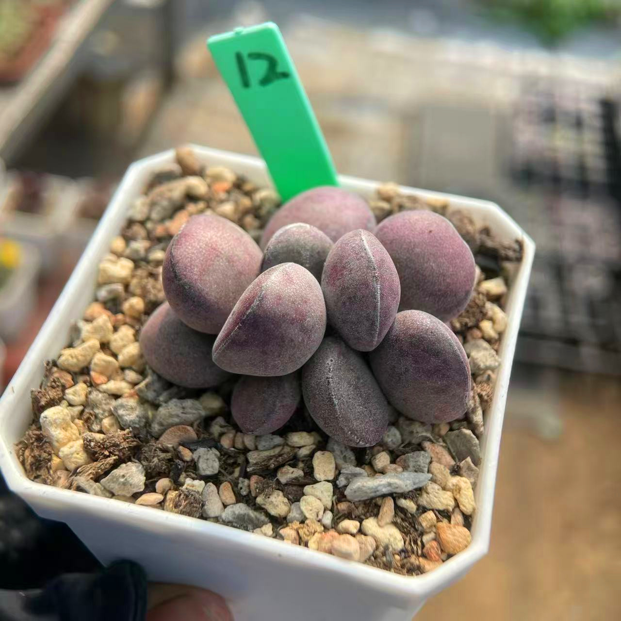 球球紫蛋 一物一拍水泡 磨砂蛋 德系新品杂交 清晟园艺18包邮