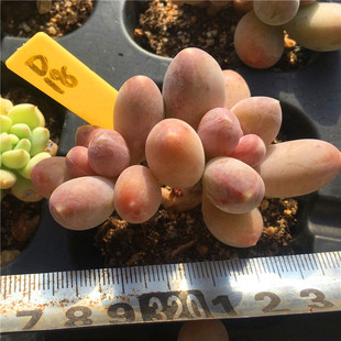 星星手指新品杂交多肉植物迷你精养一物一拍满38包邮