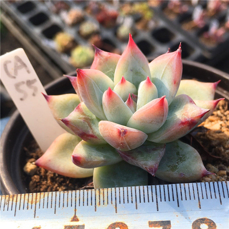 卡罗拉一物一拍精养野卡多肉植物实生厚叶暗纹38包邮