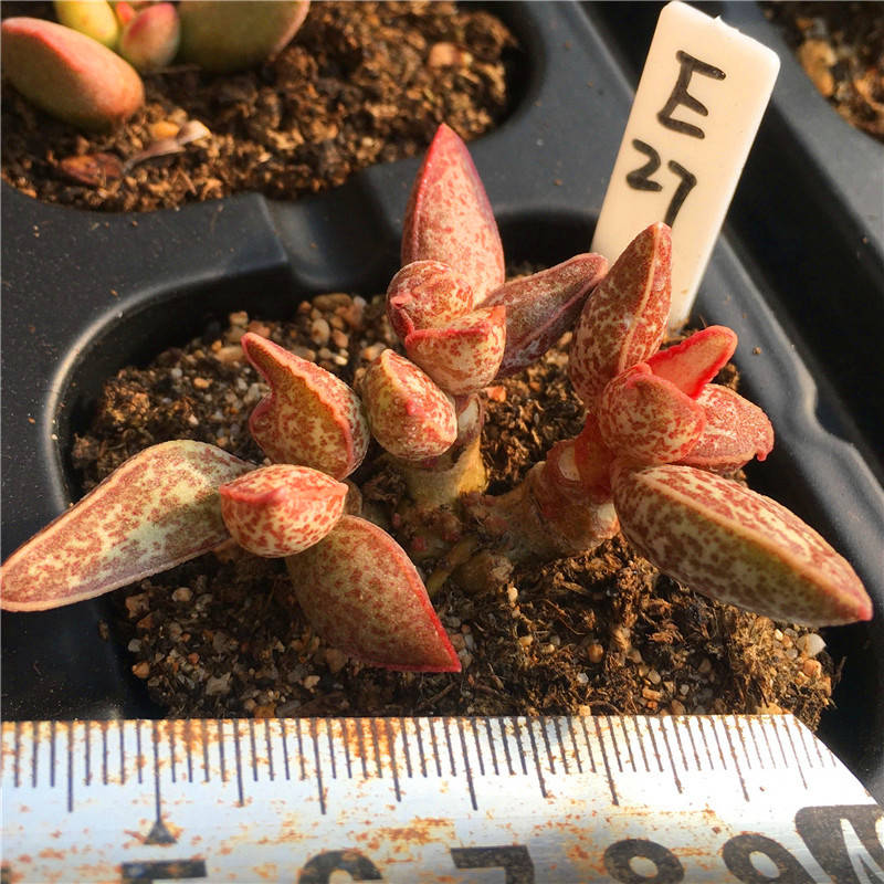 红太平水泡稀有多肉植物一物一拍