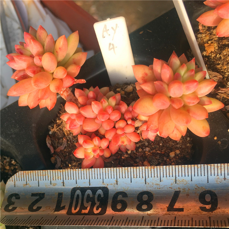 龙骨玉坠小桩颜色超美多肉植物